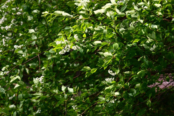 Prunus padus L.